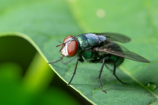 Macro volare verde