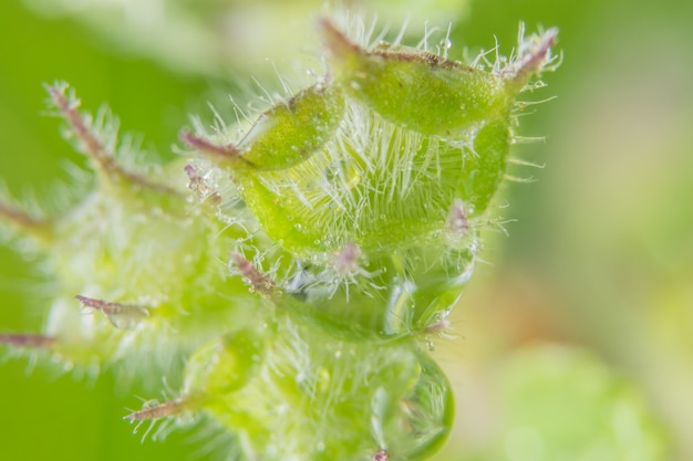 Macro wildflower del fondo