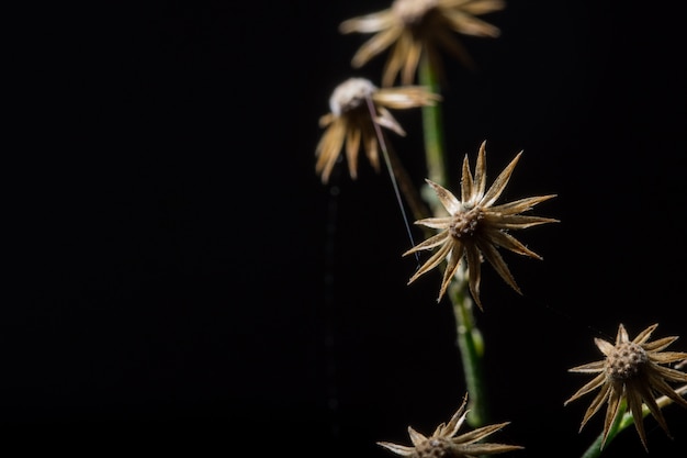 Macro wildflower del fondo