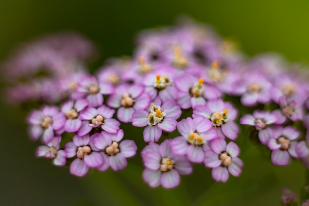 Macrofotografia del fiore composito della pianta Achillea millefolium