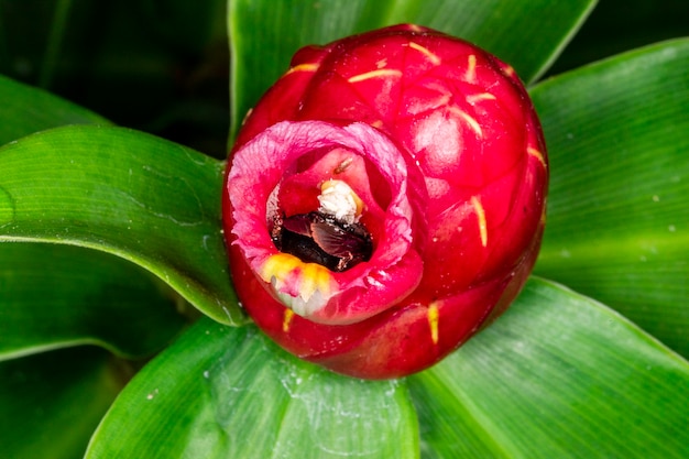 Macrofotografia del fiore impollinatore del bombo (Bombus terrestris) (Costus woodsonii)....