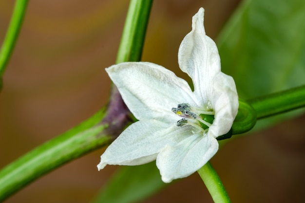 Macrofotografia del primo piano dei peperoni amari caldi in fiore