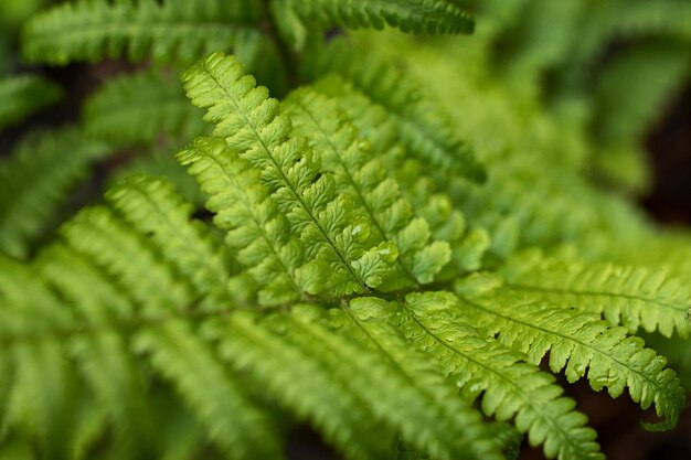 Macrofotografia della felce verde nella forestaBello sfondo naturale