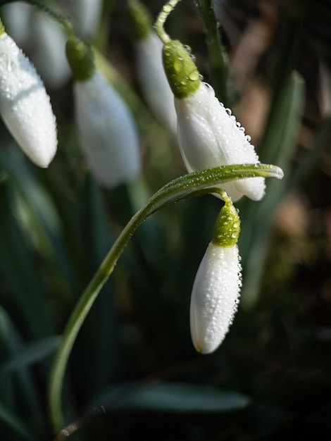 Macrofotografia di bucaneve con rugiada al mattino presto all'aperto