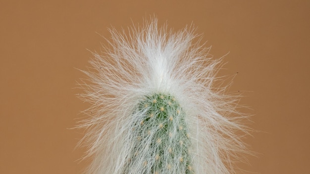 Macrofotografia di cactus con i capelli bianchi