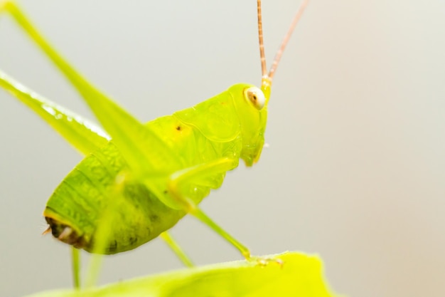 Macrofotografia di cavalletta