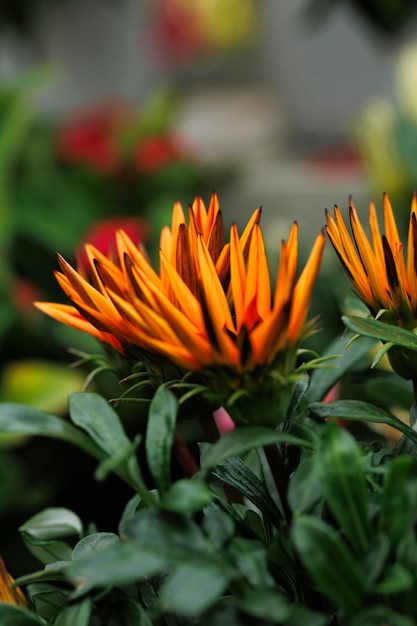 Macrofotografia di fiori naturali con dettagli