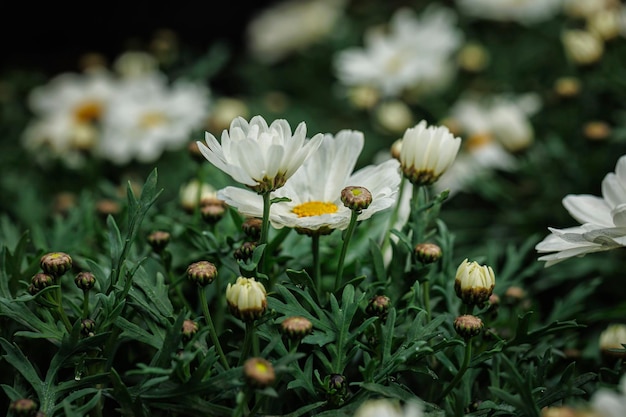 Macrofotografia di fiori naturali con dettagli