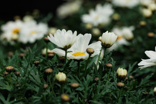 Macrofotografia di fiori naturali con dettagli