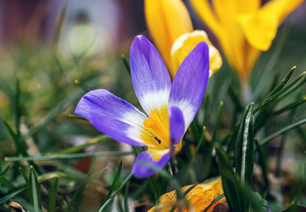 Macrofotografia di fiori primaverili crochi