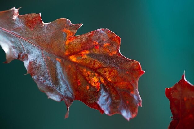 Macrofotografia di foglie di quercia testurizzate color rosso alla moda Sfondo sfocato