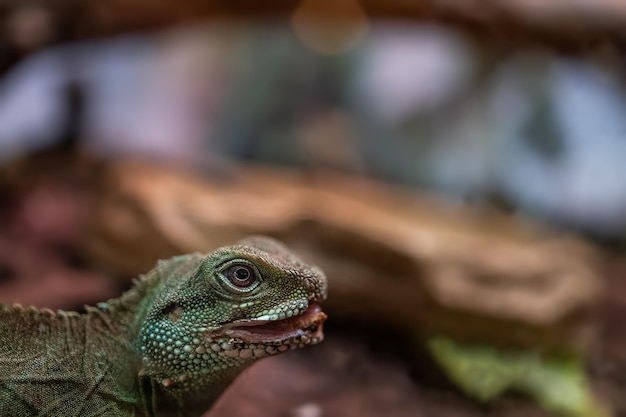 Macrofotografia di grandi lucertole verdi che si trovano nel loro terrario