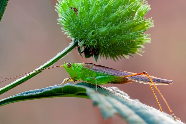 Macrofotografia di Grasshopper su foglia verde nella foresta,