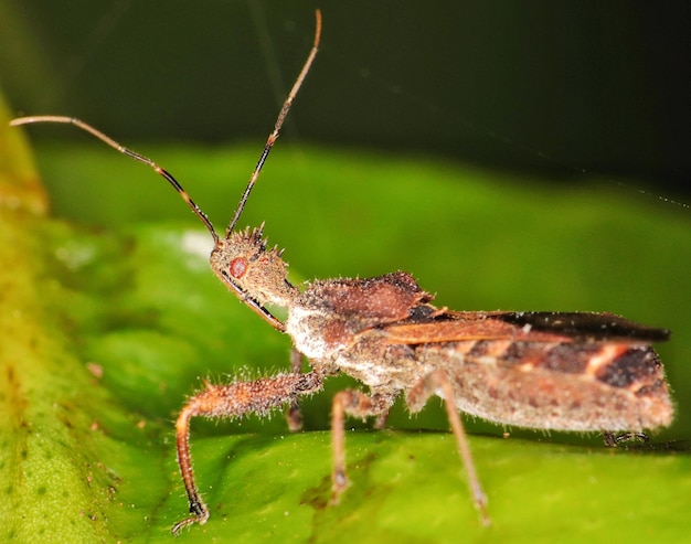 Macrofotografia di insetti in accoppiamento,