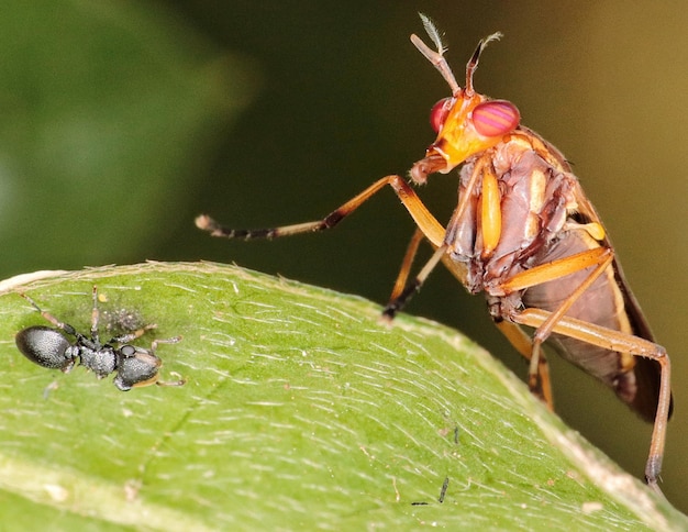 Macrofotografia di insetti in accoppiamento,