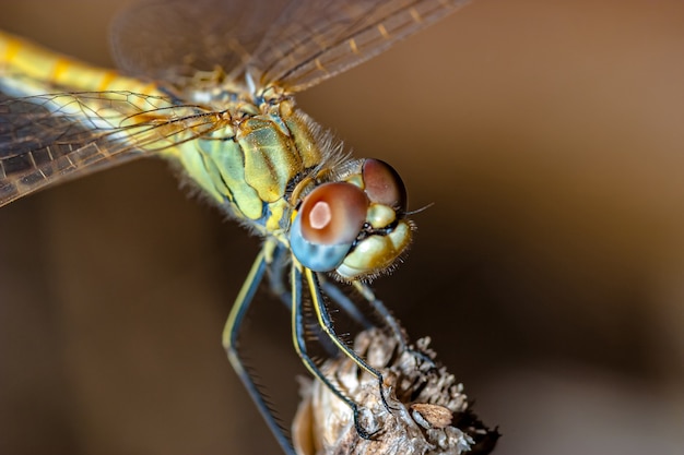 macrofotografia di libellula (sympetrum sp)