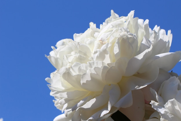 Macrofotografia di peonia bianca con messa a fuoco selettiva su uno sfondo di cielo