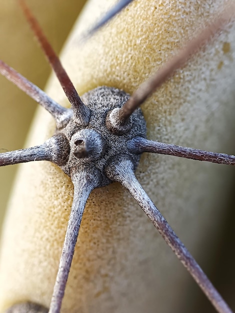 Macrofotografia di spine di cactus verdi