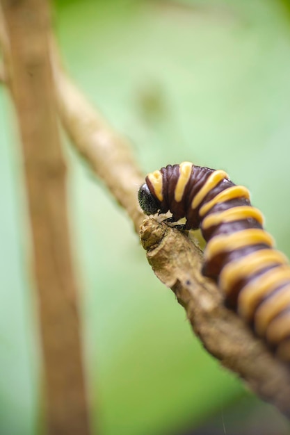 macrofotografia di un bruco che si arrampica sulla sua foglia