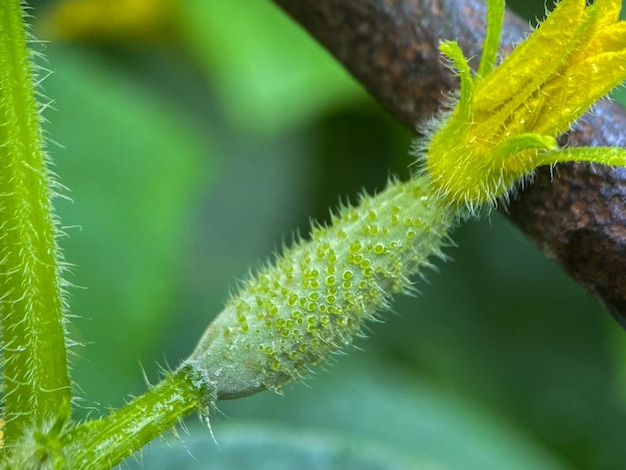 Macrofotografia di un cetriolo in crescita su un ramo. Coltivare cibo biologico