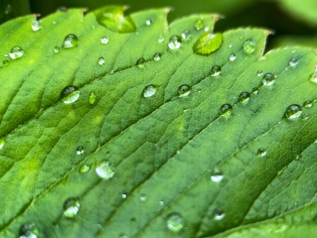 Macrofotografia di una foglia d'uva. Primo piano della foglia d'uva