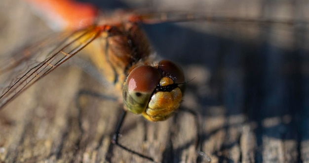 macrofotografia di una libellula