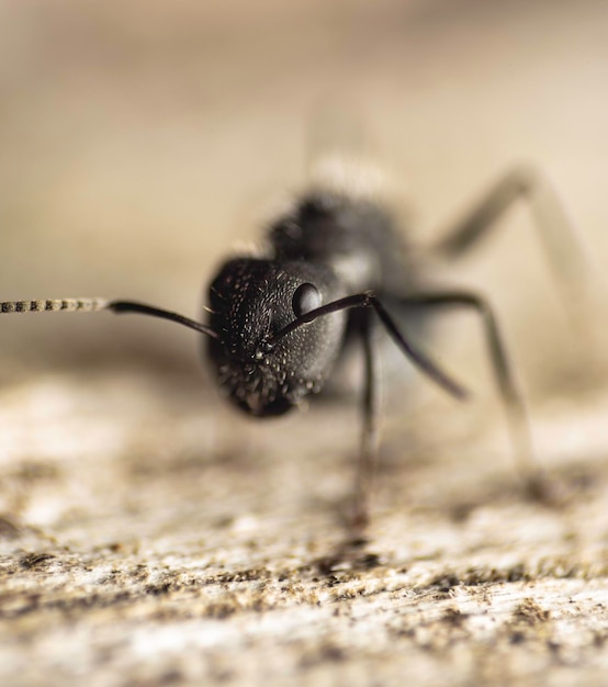 macrofotografia di una minuscola formica