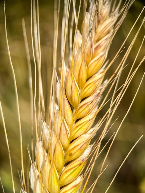 Macrofotografia di una spiga di segale in maturazione. Primo piano dei chicchi di segale