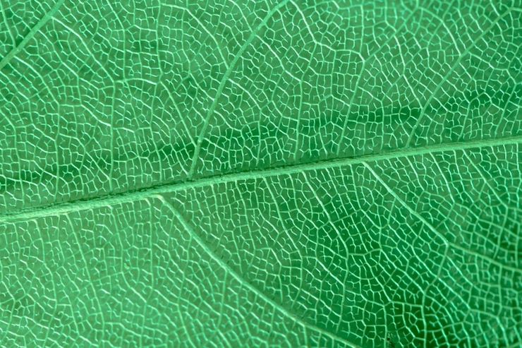 Foto macrofotografia sfondo vegetale naturale sotto forma di foglia scheletrificata di colore verde da vicino