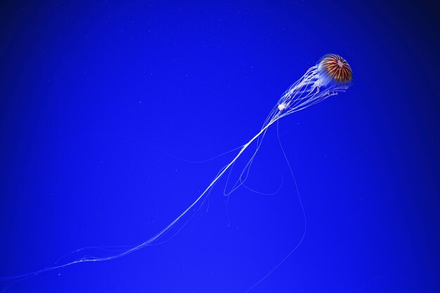 Macrofotografia sott'acqua ortica del mare settentrionale o medusa marrone medusa