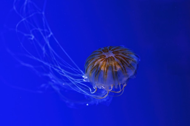 Macrofotografia sott'acqua ortica del mare settentrionale o medusa marrone medusa