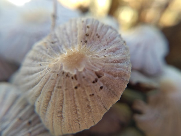 macrofotografia