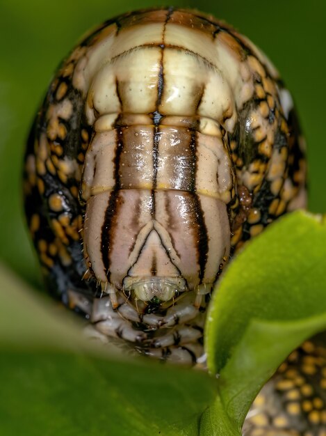 Macroglossine Sphinx Moth Bruco della sottofamiglia Macroglossinae