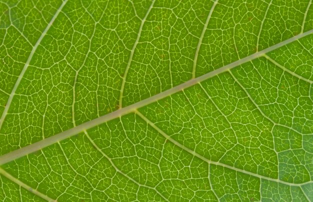 Macrophoto di una foglia verde. Texture, sfondo.