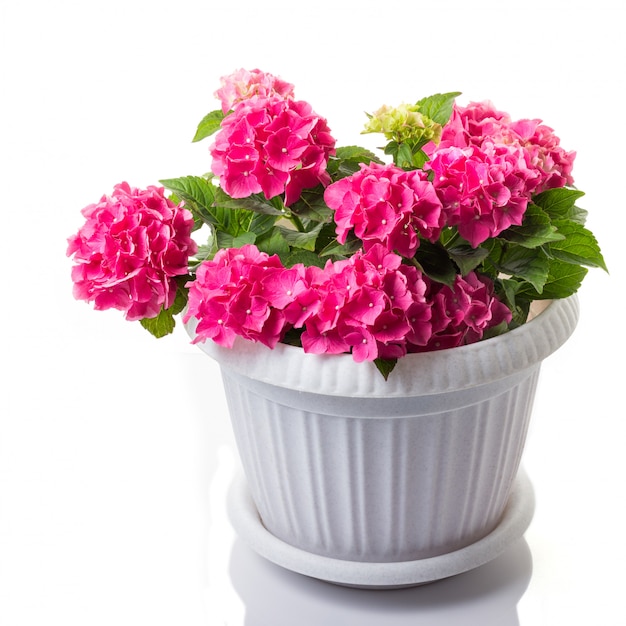 Macrophylla sbocciante rosa dell&#39;ortensia o hortensia del mophead in un vaso di fiore isolato