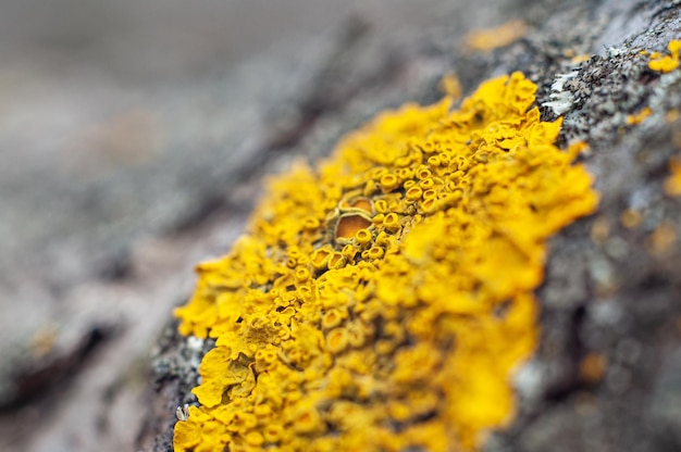 Macula del lichene sul primo piano della corteccia di albero con profondità di campo poco profonda e messa a fuoco morbida