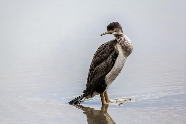 maculato marangone dal ciuffo (phalacrocorax punctatus)