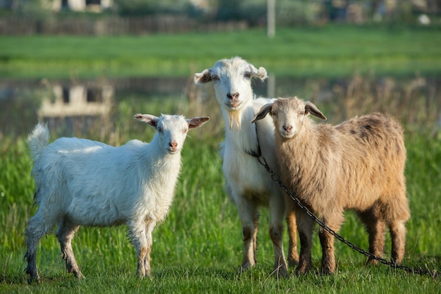 Madre capra con le piccole capre pascolano l'erba verde in campagna Animali domestici in campagna