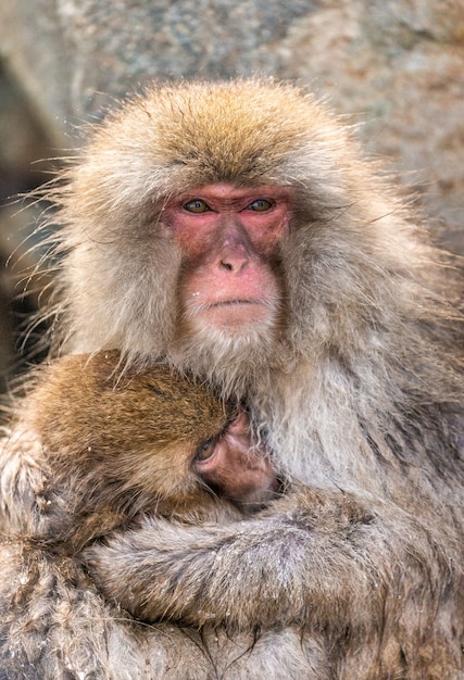 Madre con un bambino macaco giapponese seduto sulla pietra