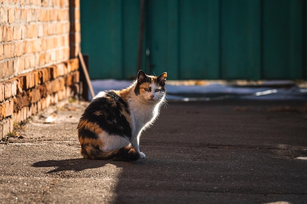 Madre del gatto randagio sul cortile seduta e attendere la foto di sfondo del concetto di animale senzatetto del cibo