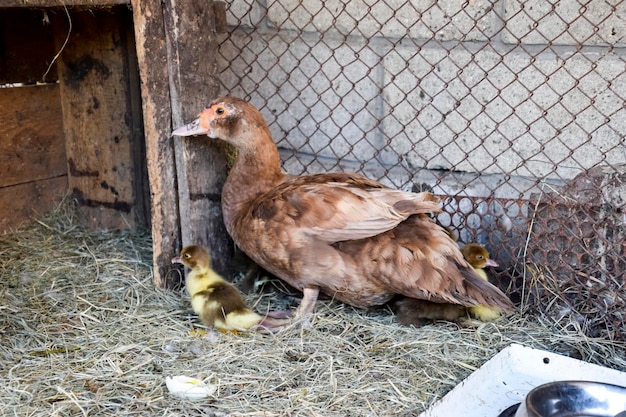 Madre di anatra muscovita con i cuccioli