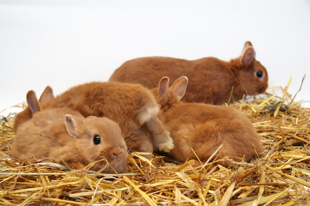 Madre di coniglio rosso con bambini su uno sfondo di paglia, anno del coniglio
