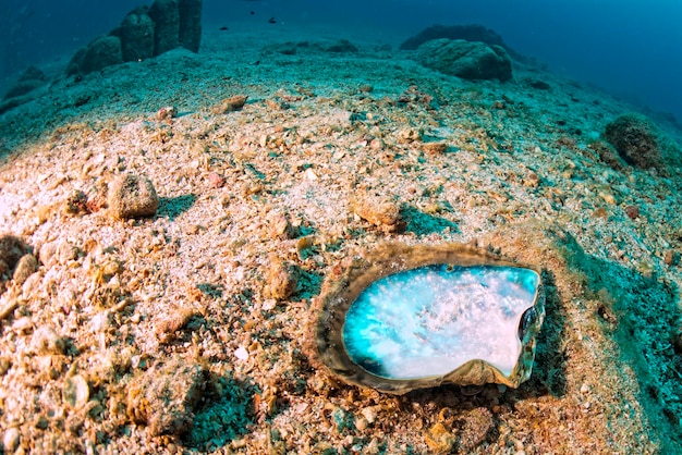 Madre di perle in un colorato paesaggio subacqueo della barriera corallina