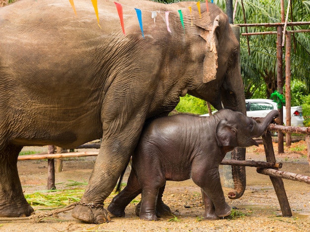 Madre e bambino domestici dell'elefante asiatico