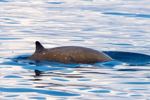 Madre e cucciolo Delfino balena dal becco Ziphius cavirostris