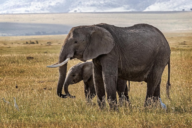 Madre e cucciolo di elefante insieme nel Mara Triangle Kenya