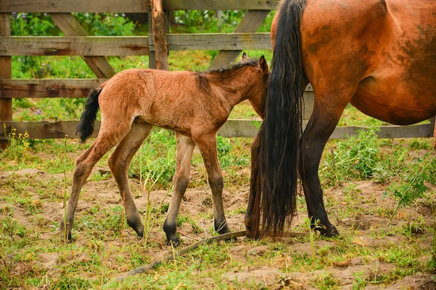 Madre e giovane cavallo