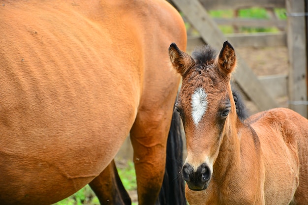 Madre e giovane cavallo