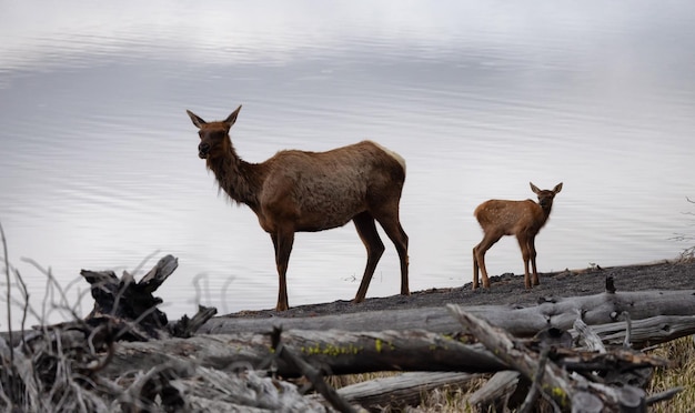 Madre e vitello dell'alce dal lago Yellowstone nel paesaggio americano