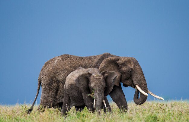 Madre elefante con un bambino nella savana